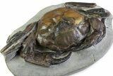 Spectacular Fossil Crab (Pulalius) - Washington State #375374-2